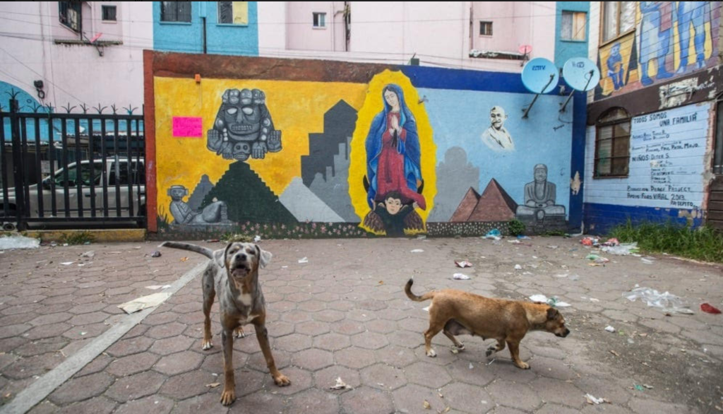 Uno de cada tres perros y gatos en México vive en situación de calle - captura-de-pantalla-2024-07-28-a-las-13407pm-1024x586