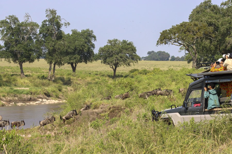 Turistas observan y fotografían desde un todoterreno de safari el cruce de cientos de ñus del río de Arena, en el oeste del Masái Mara (Kenia), durante su migración anual desde el Serengueti, en Tanzania