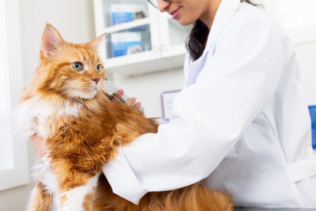 Día Internacional del Gato: 10 recomendaciones para asegurar que esté sano y feliz