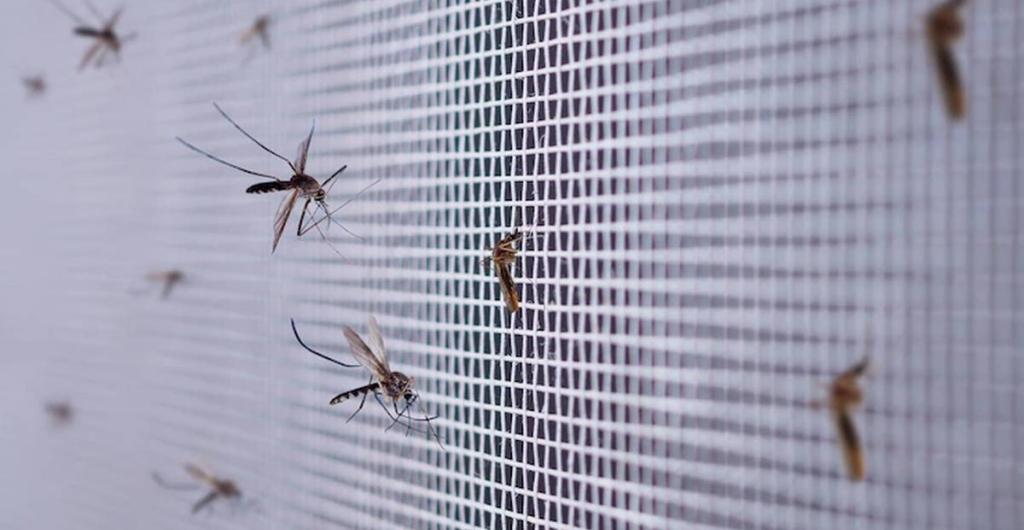 Los aromas de incienso que ayudan a alejar los mosquitos de su casa