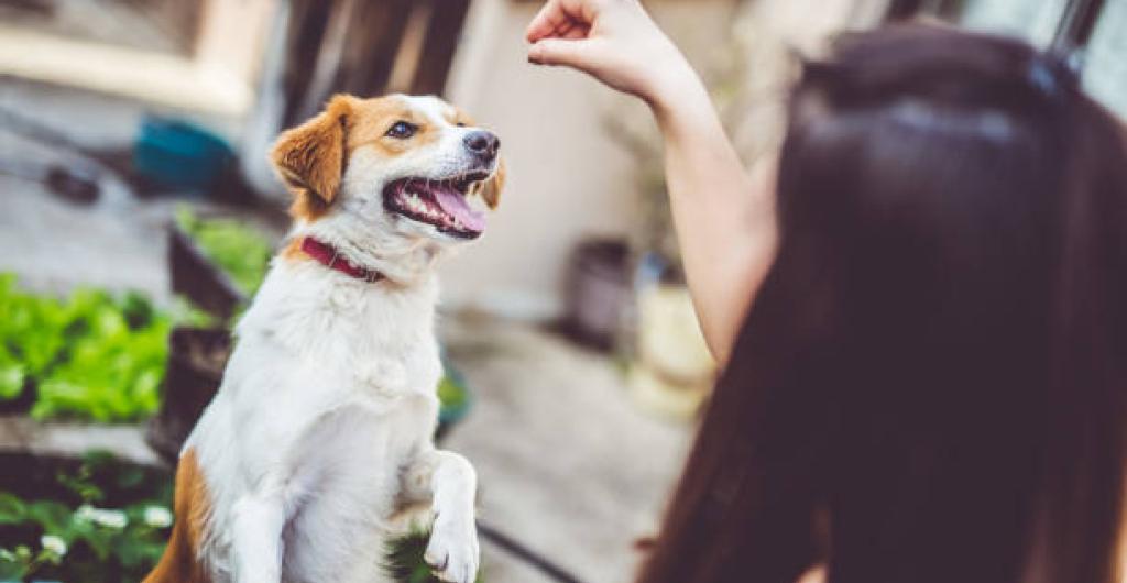 Conozca razas de perros con el mejor y peor comportamiento