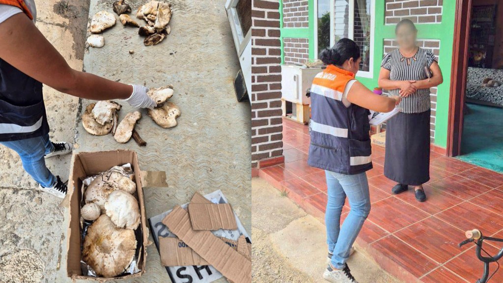 Familia se intoxica en Chiapas por comer hongos silvestres - atencion-a-familia-en-chiapas-por-consumo-de-hongos-1024x576