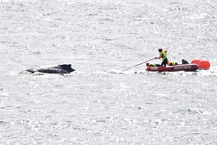 Rescate de la ballena