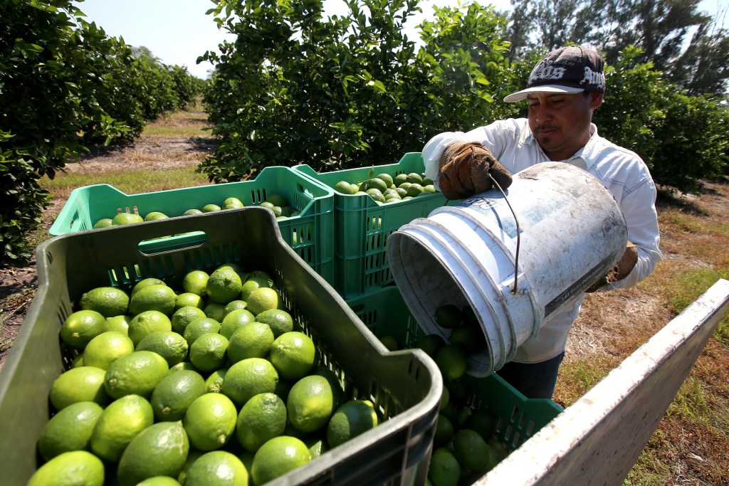 Gobierno de Michoacán toma control de mercado limonero tras paro - por-baja-en-precio-y-extorsion-productores-de-limon-hacen-paro-en-michoacan-1024x683