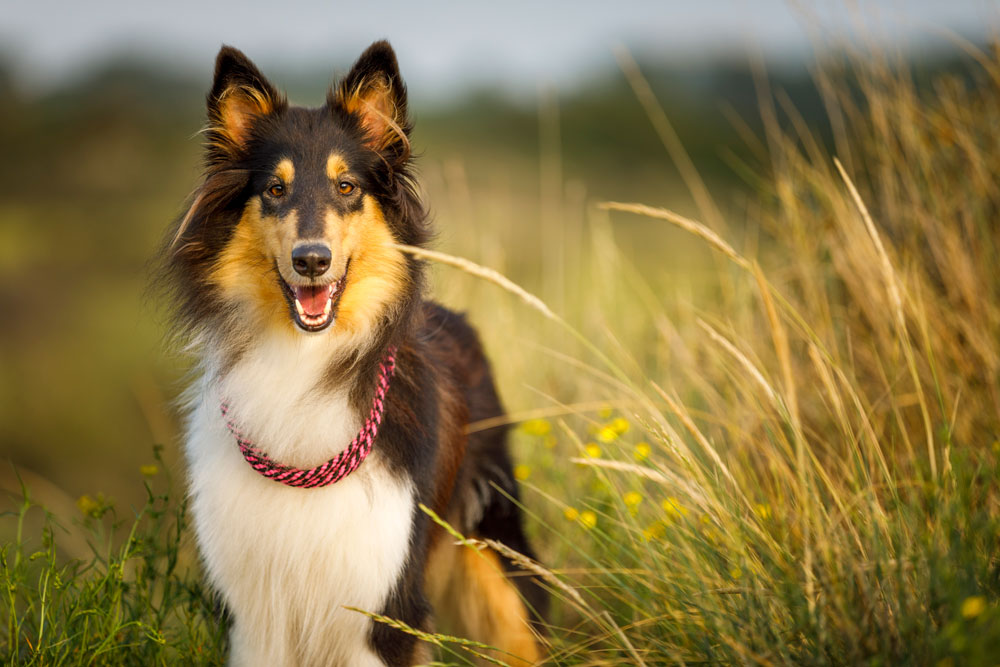 Especialistas impulsan la vacunación como el mejor método para prevenir la rabia en las mascotas