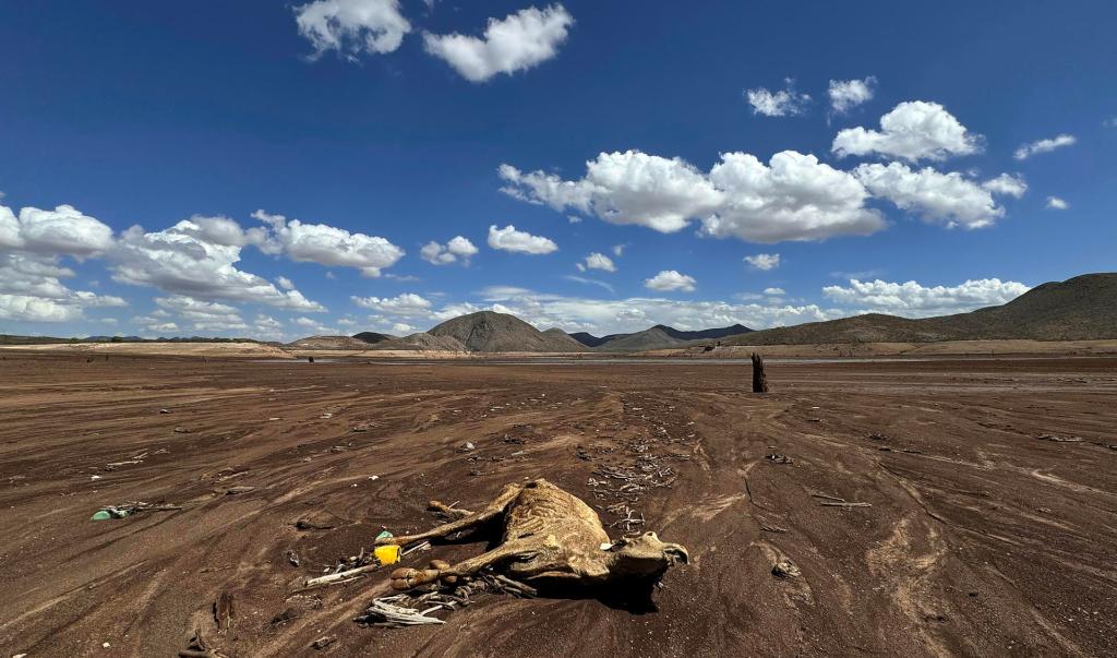 Presa se seca en Chihuahua ante una sequía que no cede en parte del país - ganado-muerto-por-sequia-en-presa-las-lajas-de-chihuahua-1024x603