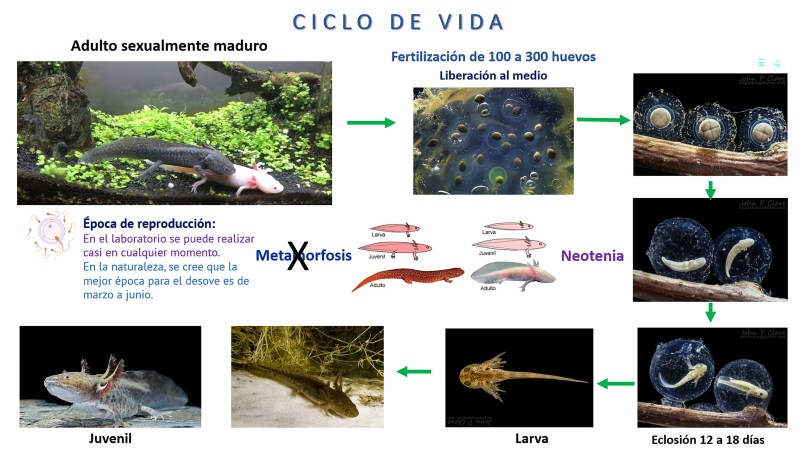 Alertan posible desaparición de ajolotes en Xochimilco para 2025 - ciclo-de-vida-del-ajolote-1024x576