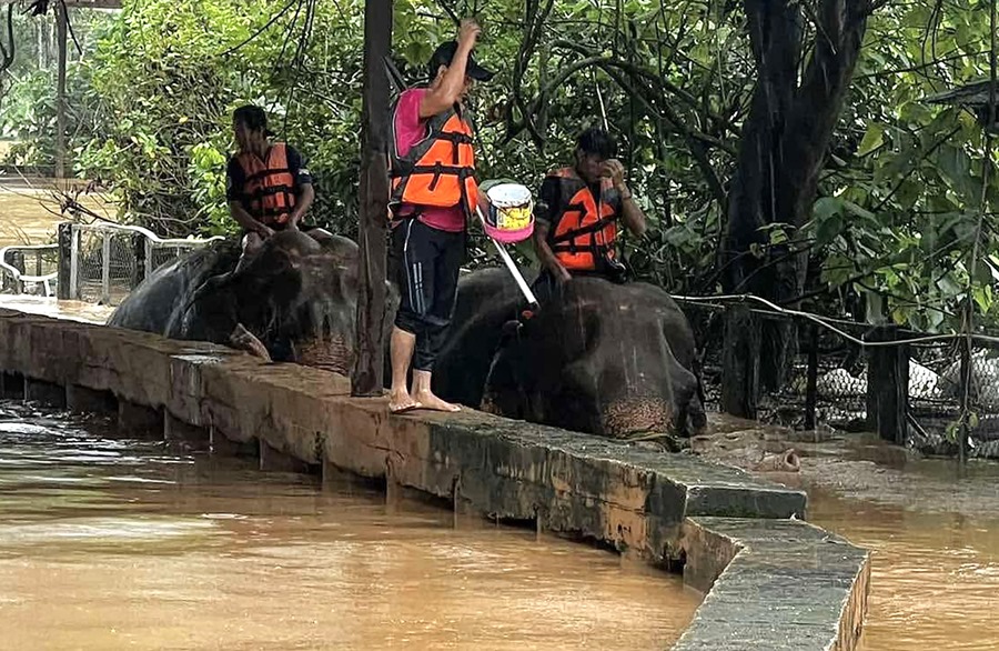 rescatistas evacuando elefantes de una zona inundada del Parque Natural de los Elefantes en la provincia de Chiang Mai