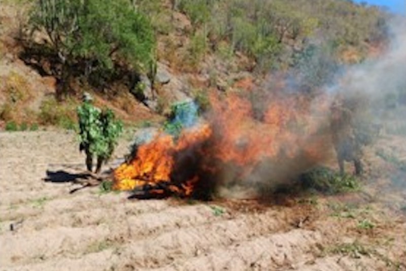 Marina destruye laboratorio clandestino y un plantío de mariguana en Sinaloa y Durango - destruccion-plantio-mariguana-durango-semar-marina-1024x683