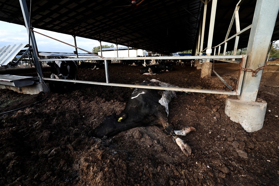 libanoisrael Una vaca muerta yace en el suelo después de que un misil disparado desde el sur del Líbano impactara en el kibutz Kfar Blum