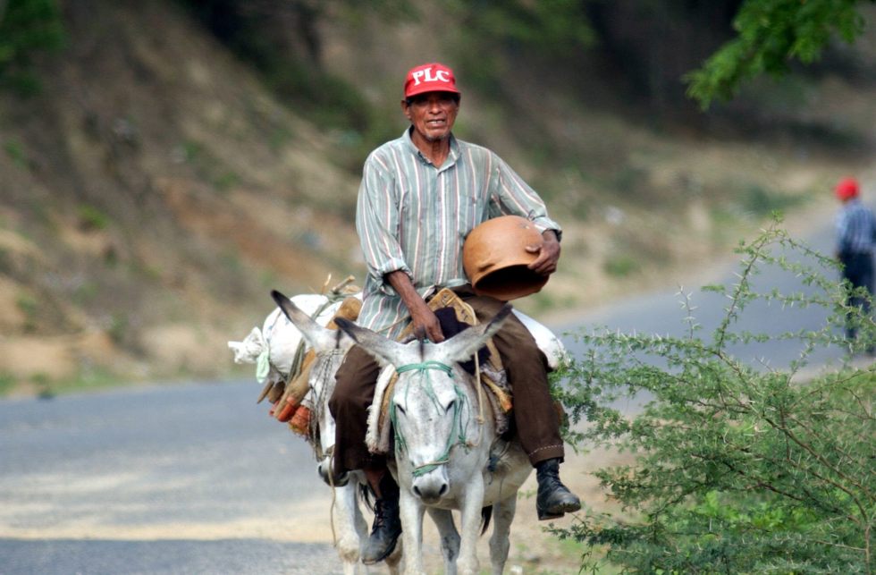 En esta imagen de archivo un campesino mayor con sus mulas recorre la zona rural de Ciudad Antigua, en Latinoamérica