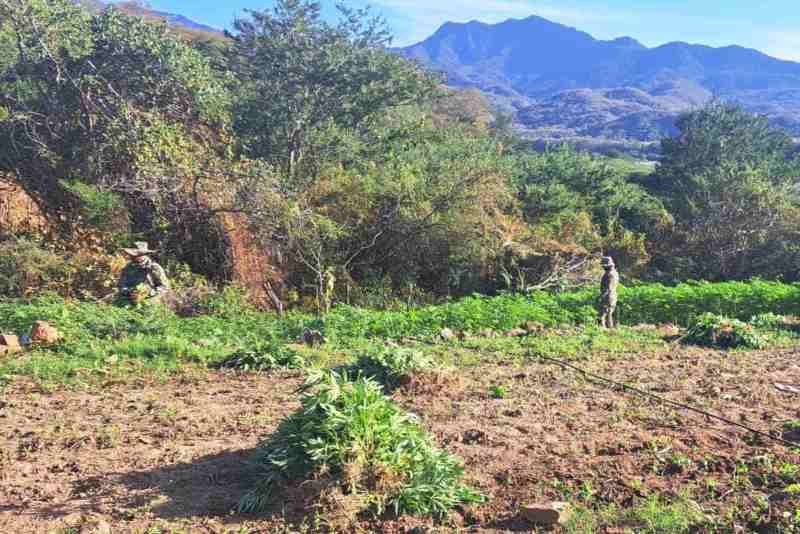 Marina neutraliza laboratorio clandestino en Sinaloa y erradica plantío de mariguana en Durango - plantio-mariguana-las-duras-durango-semar-2-1024x683