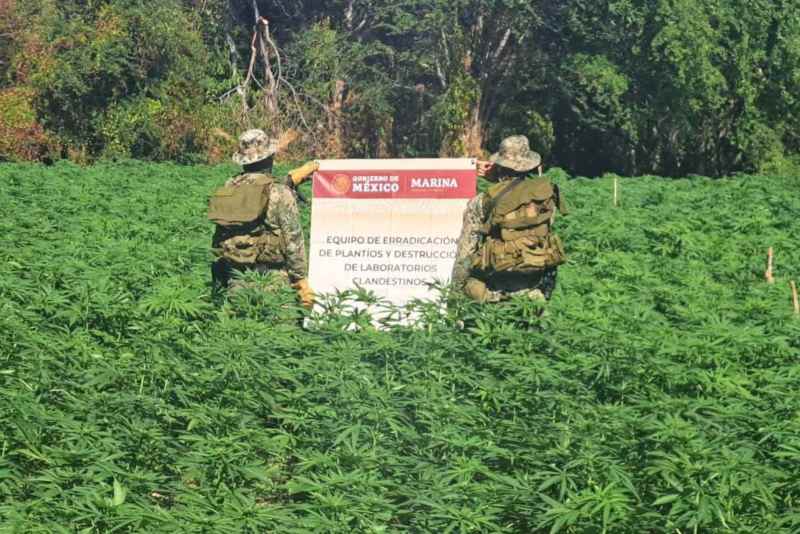 Marina neutraliza laboratorio clandestino en Sinaloa y erradica plantío de mariguana en Durango - plantio-mariguana-las-duras-durango-semar-1024x683