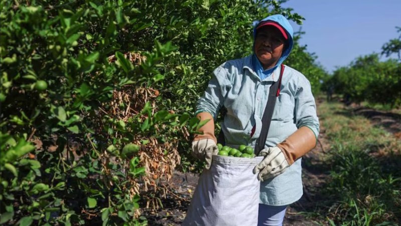 Operación contra extorsión a limoneros en Michoacán acumula 66 detenciones - recolector-de-limon-en-michoacan