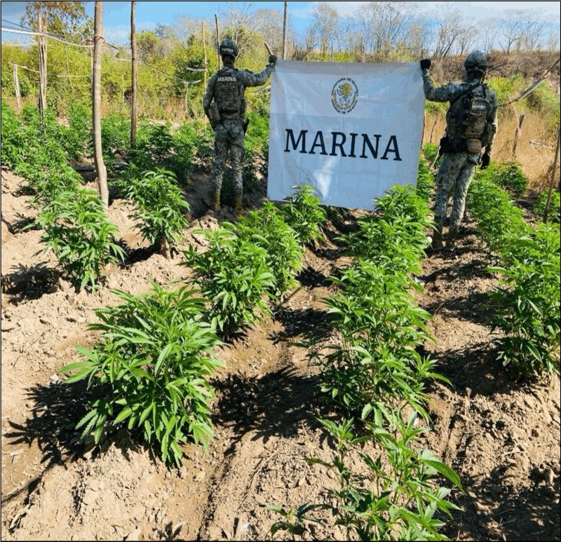 Marina destruye plantío de mariguana en Sinaloa - plantio-de-mariguana-destruido-por-la-marina-1024x989