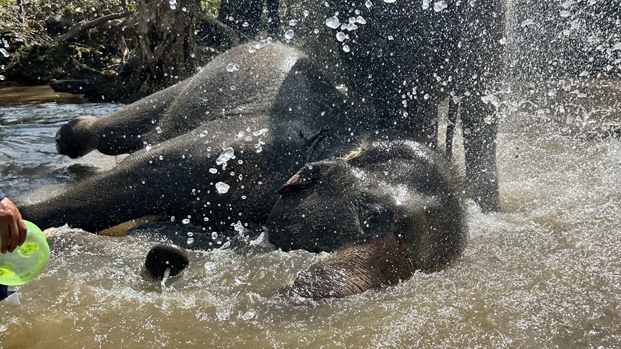 Personas bañándose con elefantes en Tailandia.