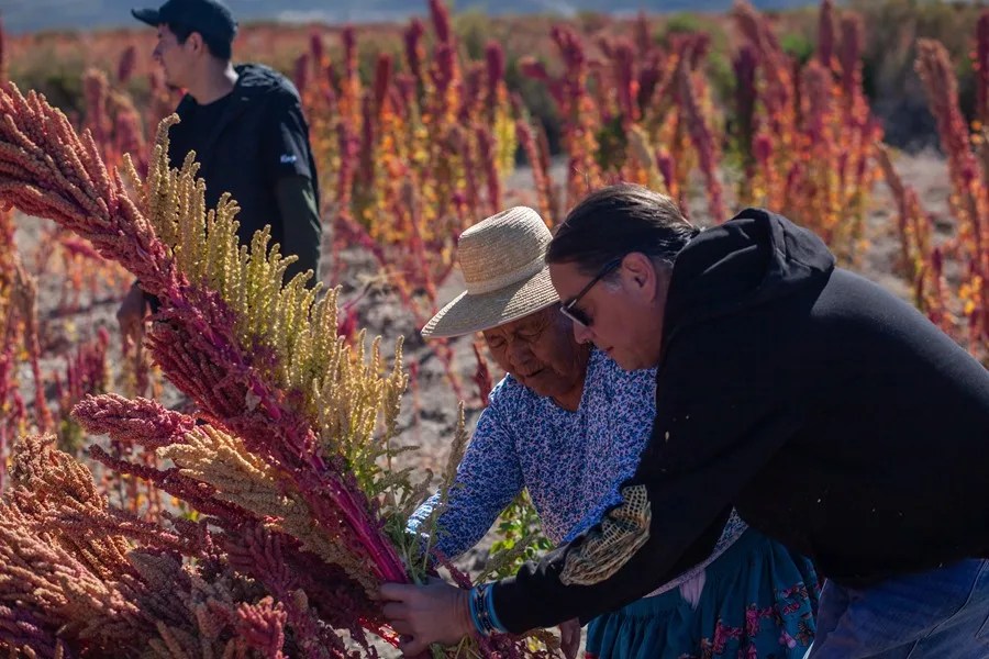 chef_quinua_real Quinua real, el superalimento que crece frente al salar más grande del mundo en Bolivia