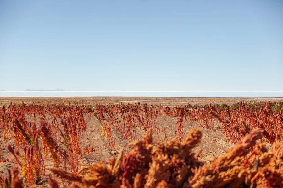 salar_uyuni_campo_quinua_real Quinua real, el superalimento que crece frente al salar más grande del mundo en Bolivia
