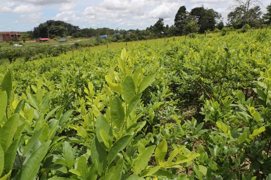 produccion-cocaina-mundo Imagen de un cultivo de la hoja de coca, en una plantación en Bolivia.